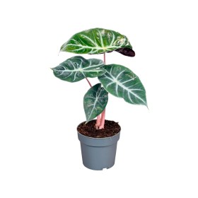 ALOCASIA  M14 PINK DRAGON