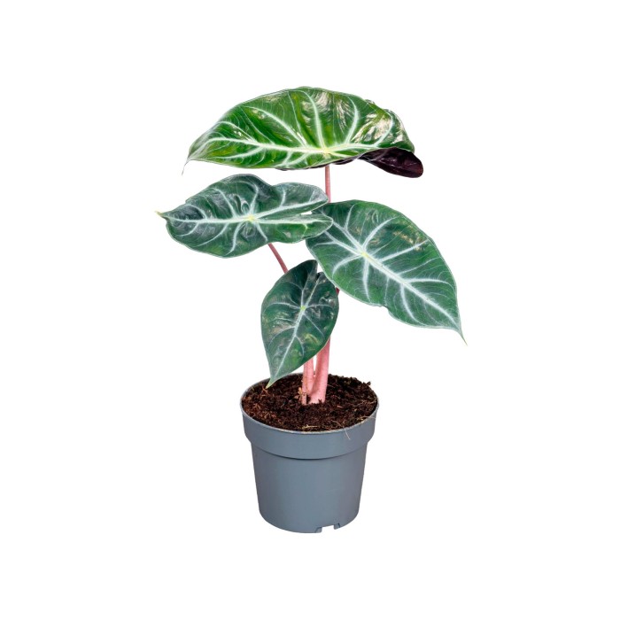 ALOCASIA  M14 PINK DRAGON