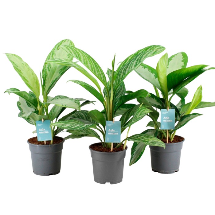 AGLAONEMA M17  Mix