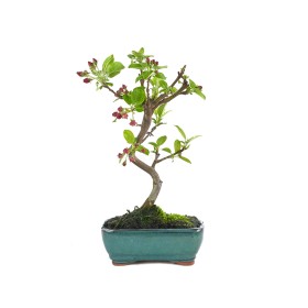 BONSÁI  7 ANYS MALUS SP. ZP-E