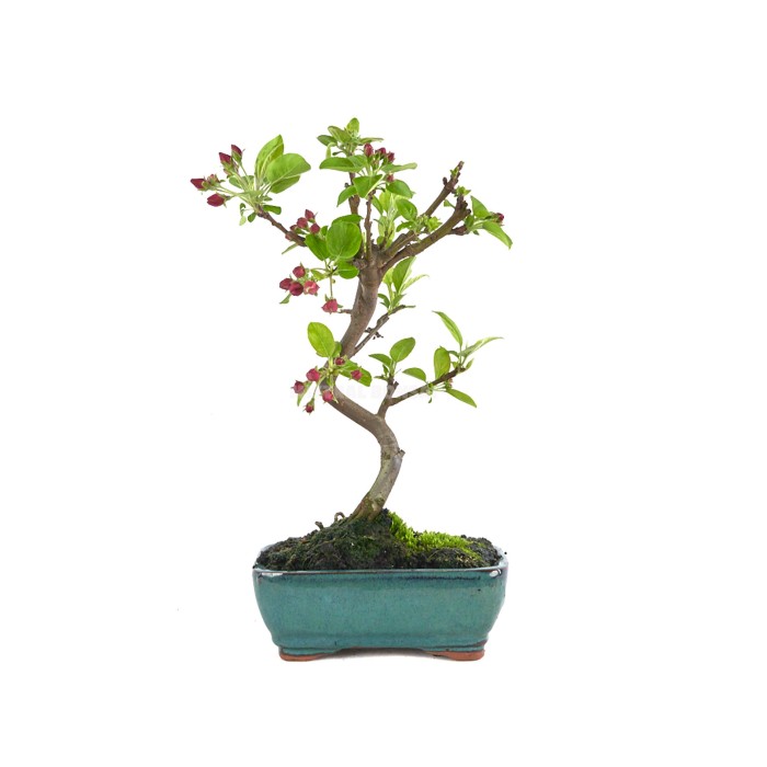 BONSÁI  7 ANYS MALUS SP. ZP-E