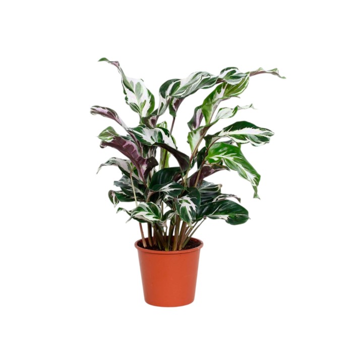 CALATHEA  M14 stella