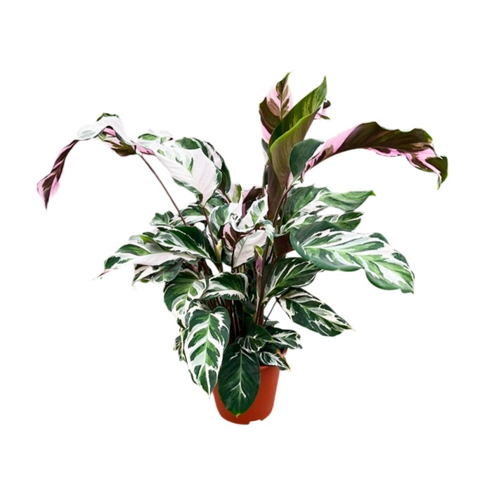 CALATHEA  M19  STELLA