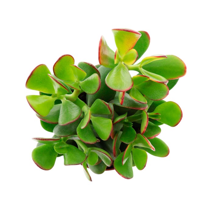 CRASSULA OVATA  SUNSET M12