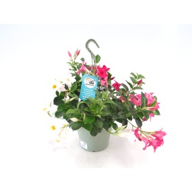 DIPLADEMIA PERJAR  TARRINA 25 MIX