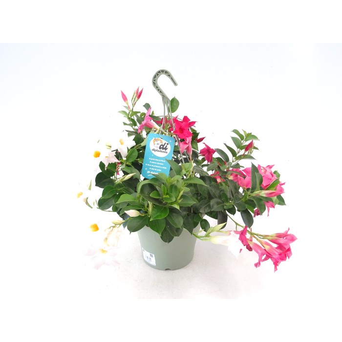 DIPLADEMIA PERJAR  TARRINA 25 MIX