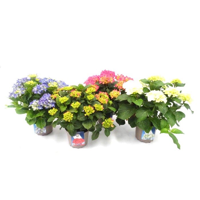 HORTENSIA  M19 - BADA COLLECTION