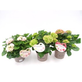 HORTENSIA  M23 REMBRANDT