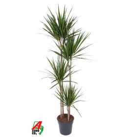 DRACAENA MARGINATA 120.90.60.30 M25 H180