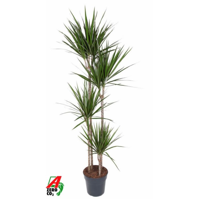 DRACAENA MARGINATA 120.90.60.30 M25 H180