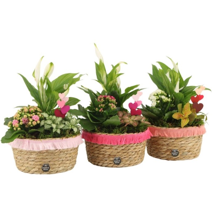 CENTRE PL VARIADA CISTELL D17 H30