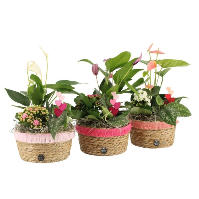 CENTRE ANTHURIUM CISTELL D17 H32