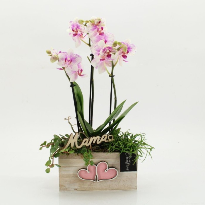 CENTRE PHALAENOPSIS FUSTA D20 H45 rosa