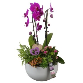 CENTRE PHALAENOPSIS CERAMICA D26 H60
