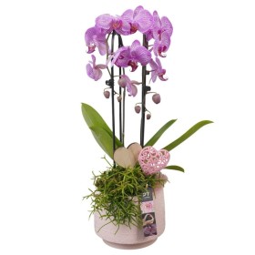 CENTRE PHALAENOPSIS CERAMICA D17 H57