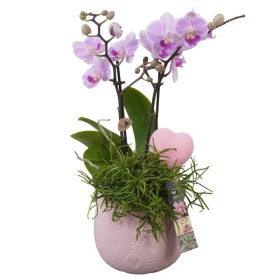 CENTRE PHALAENOPSIS CERAMICA D14 H42