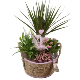 CENTRE PL VARIADA CISTELL D22 H46  Rosa