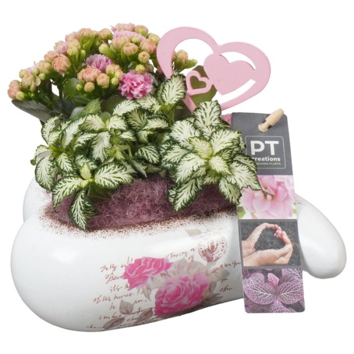 CENTRE PL VARIADA COR CERAMICA D17 H15 fittonia