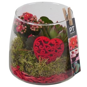 TERRARI PL VARIADA VERMELLA  D14 H20