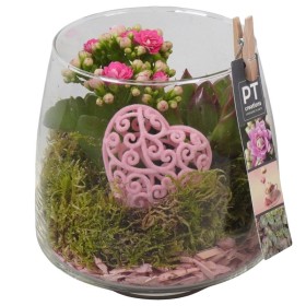 TERRARI PL VARIADA ROSA  D14 H20