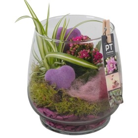 TERRARI PL VARIADA LILA  D16 H22