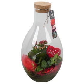 TERRARI PL VARIADA AMPOLLA D18 H33 vermell