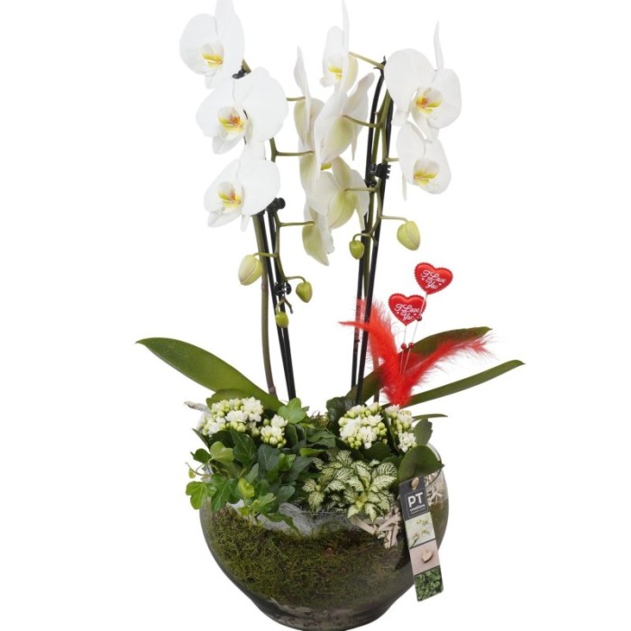 CENTRE PHALAENOPSIS VIDRE D23 H60 blanc