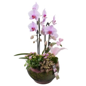CENTRE PHALAENOPSIS VIDRE D23 H60 rosa