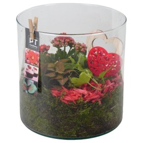 TERRARI PL VAR.  CILINDRE VIDRE D19 H21 vermell