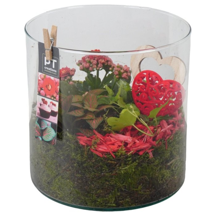 TERRARI PL VAR.  CILINDRE VIDRE D19 H21 vermell