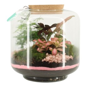 TERRARI PLANTA MINI D24 H25