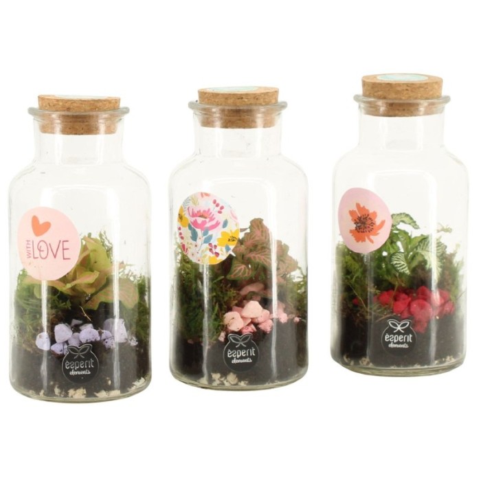 TERRARI PLANTA MINI D8 H16 loves