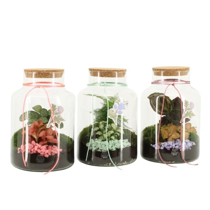 TERRARIUM PLANTA MINI D17 H25 contradiction