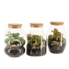 TERRARI PLANTA MINI D12 H25