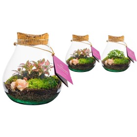 TERRARI PL MINI DECORUM D16 H18 Halley