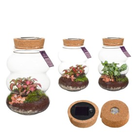 TERRARI PL MINI DECORUM LED USB D12 Pluto Small