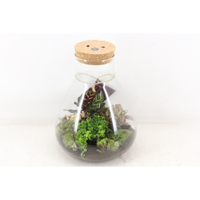 TERRARI PL MINI DECORUM LED D26 H32 Erlenmey