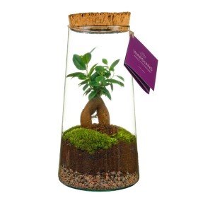 TERRARI FICUS GINSENG D17 H30 Triton Medium