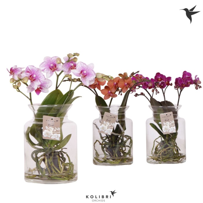 PHALAENOPSIS  M16 KOLIBRI 3 VARES H50  VIDRE