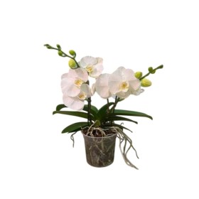 PHALAENOPSIS  M15- 50cm. 2 VARES BIG