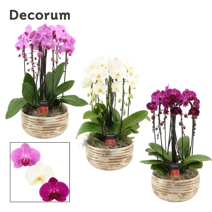 PHALAENOPSIS 6R+ CASCADA CER. T27 H55 LUNA