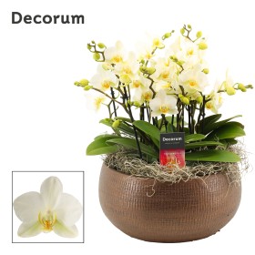 PHALAENOPSIS 9R+ CER. T27 H35 TERRA