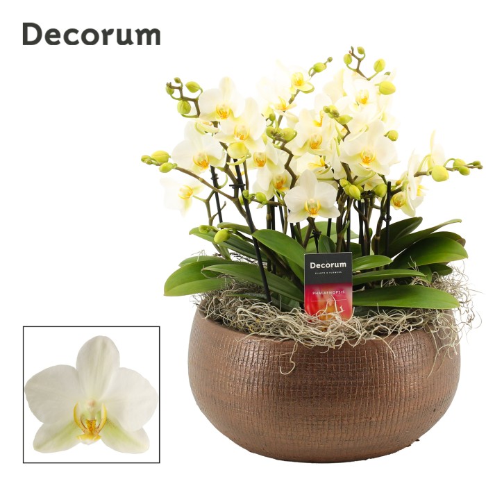 PHALAENOPSIS 9R+ CER. T27 H35 TERRA