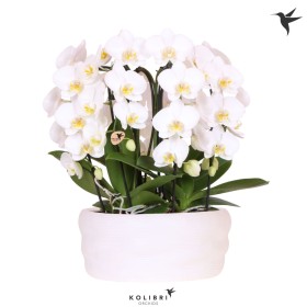PHALAENOPSIS 6R CASCADA BLANC T28 H40