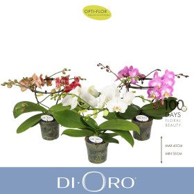 PHALAENOPSIS M12 H40 DIORO 