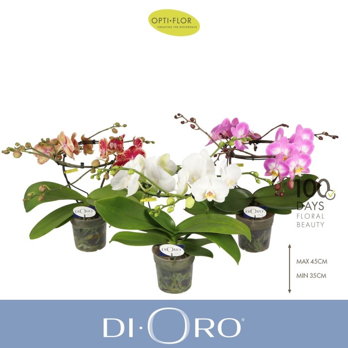 PHALAENOPSIS M12 H40 DIORO 