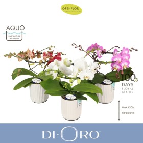 PHALAENOPSIS M12 H40 DIORO CERAMICA