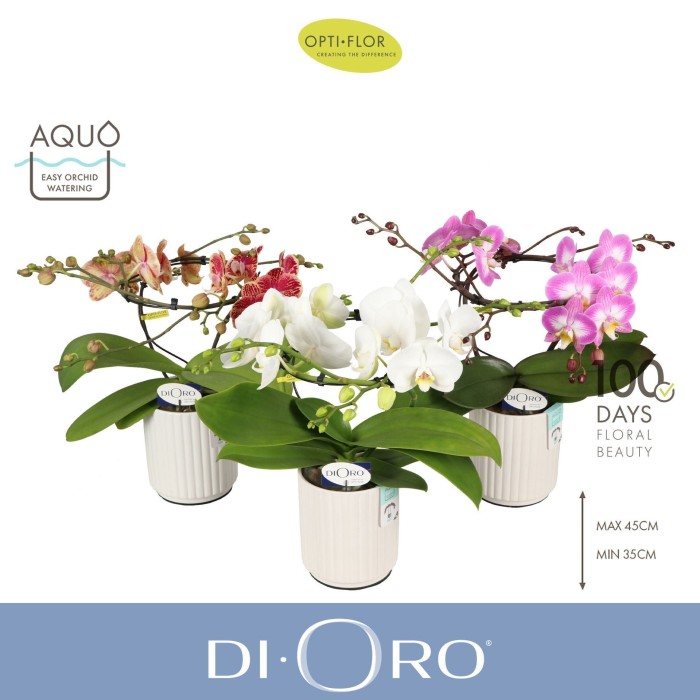 PHALAENOPSIS M12 H40 DIORO CERAMICA