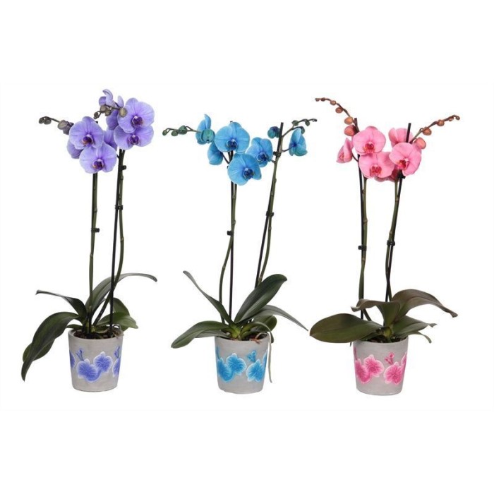 PHALAENOPSIS 2R MIX M12 H70  WONDER CERAMICA