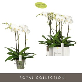 PHALAENOPSIS  M17-110cm. 3 VARES BLANC FORTUNO